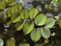 Снимка на Salvinia natans, (L.) Allioni